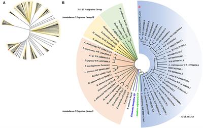 AI-2E Family Transporter Protein in Lactobacillus acidophilus Exhibits AI-2 Exporter Activity and Relate With Intestinal Juice Resistance of the Strain